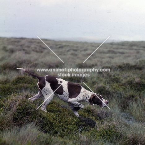 ch waghorn statesman, pointer on point on moorland with water