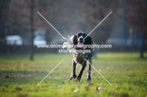 happy black and white english setter running in a park