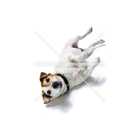 Jack Russell Terrier rolling on white backrgound