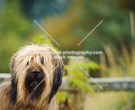 Briard