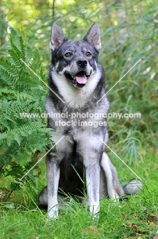 Swedish Elkhound (aka Jamthund)