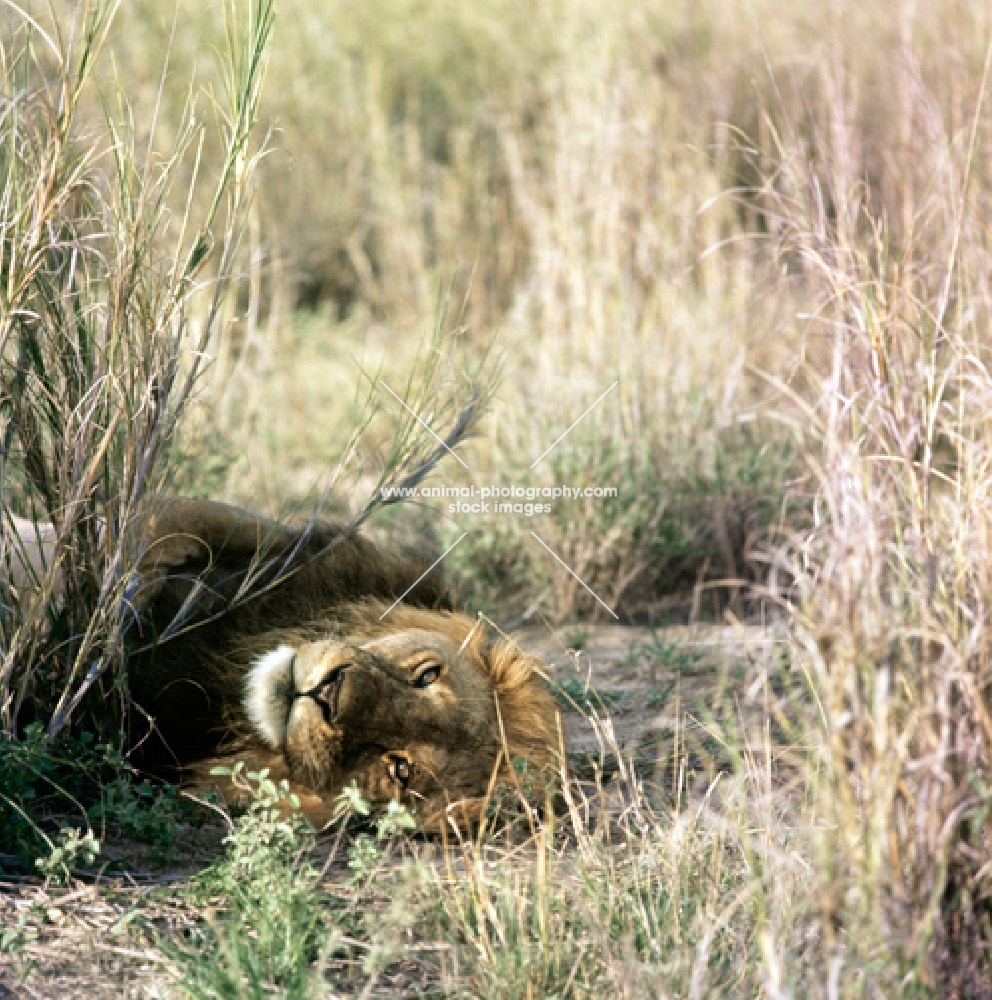 playful lion lying in amboseli national park