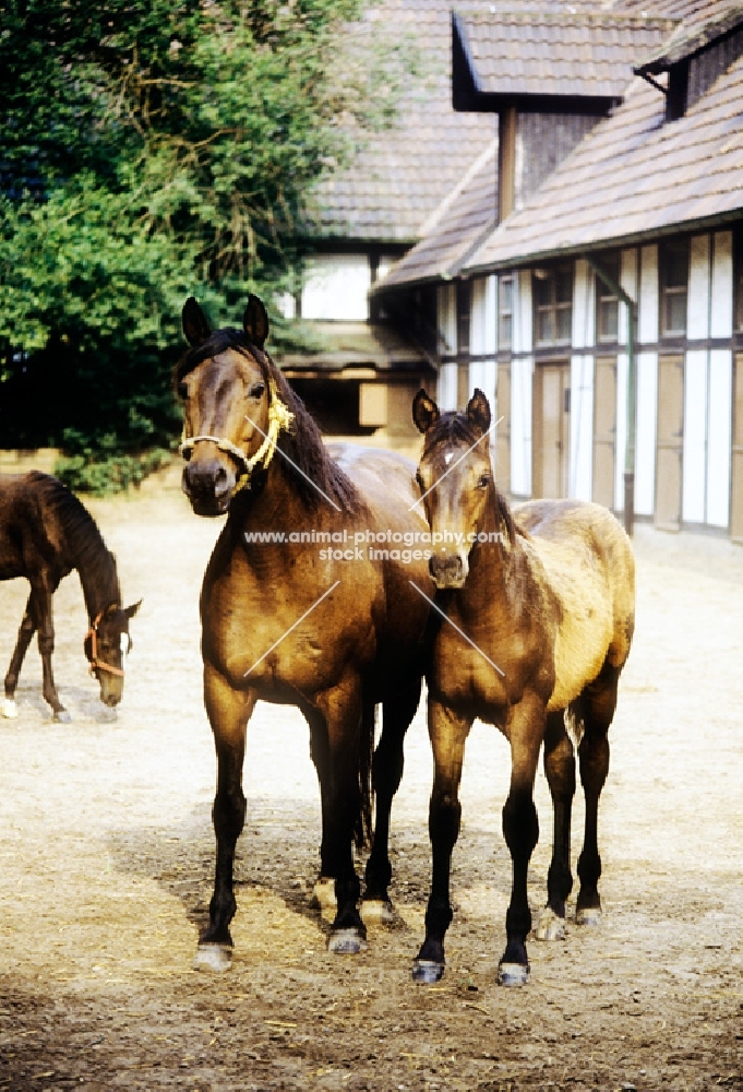 trakehner mare and foal outside stables at webelsgrund