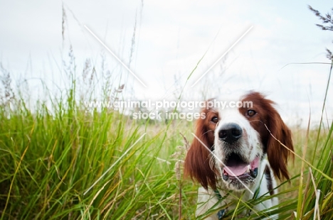 Irish red and white setter in high grass