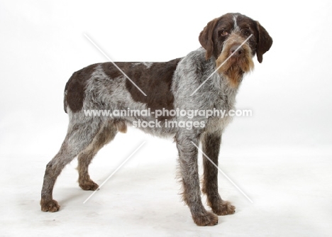 Australian Champion German Wirehair Pointer