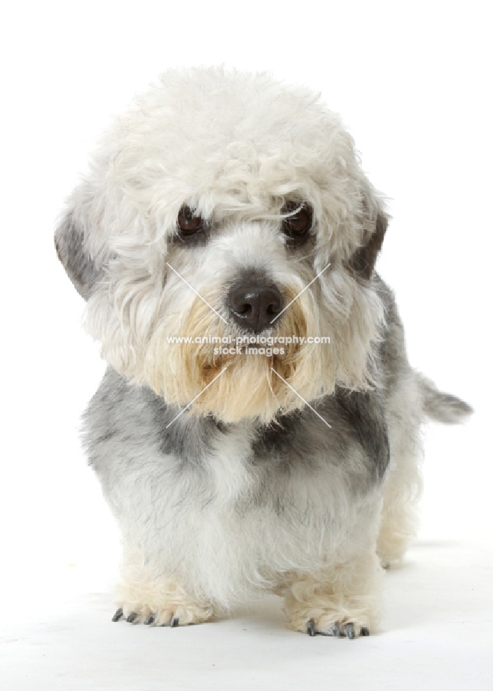 Australian Champion Dandie Dinmont, front view