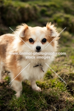 long-haired Chihuahua standing on grass