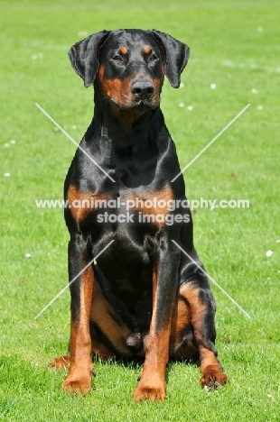 black and tan dobermann sitting down