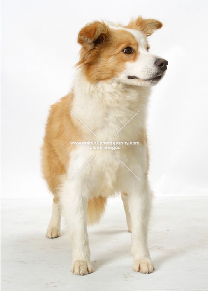 Border Collie in studio