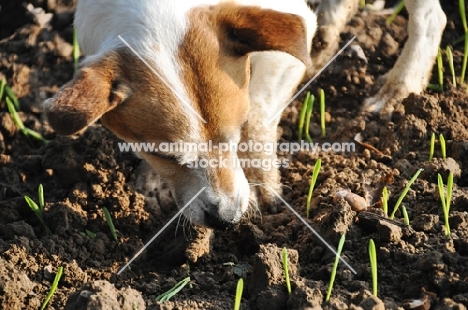 Jack Russell terrier digging
