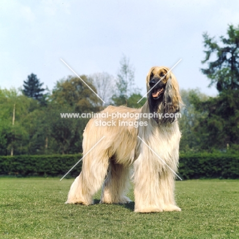 afghan hound standing on grass 