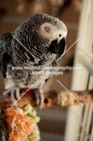 African Grey Parrot