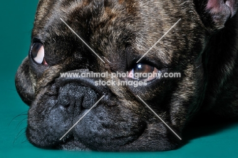 close up of cute French Bulldog laying in green studio