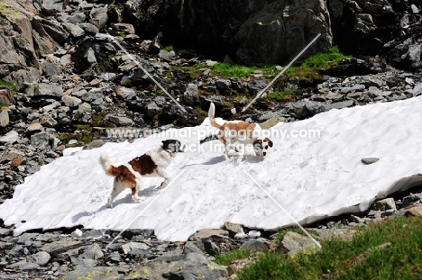 two Saint Bernard walking on snow