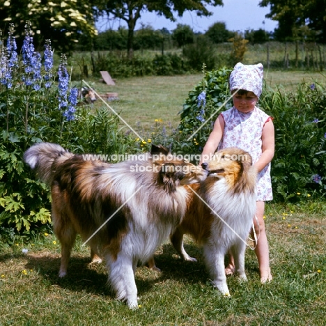 young girl with two rough collies