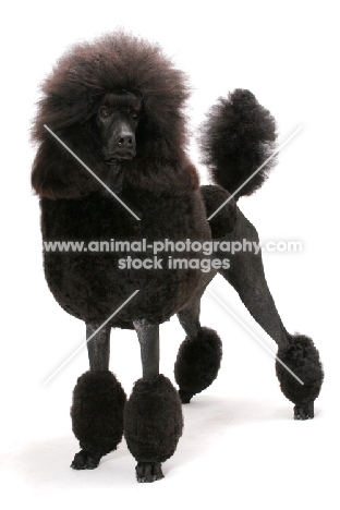 black standard Poodle standing on white background