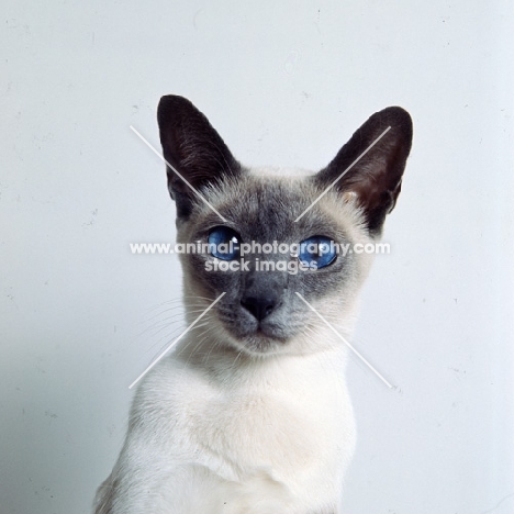 int ch selina van siana, blue point siamese cat 