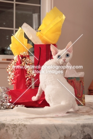 white Devon Rex with presents