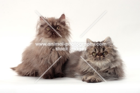 two young Persian cats, one lying down, the other sitting