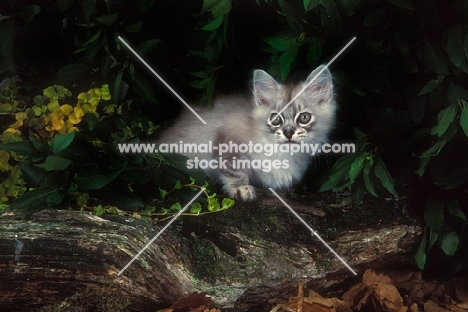 Burmilla kitten in forest