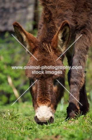 Donkey grazing