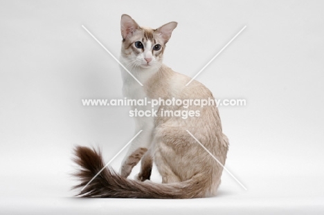 Balinese in studio, Seal Lynx Point Bi-Color, sitting down