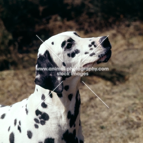 dalmatian, portrait