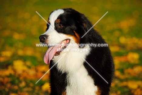 young Bernese Mountain Dog in autumn
