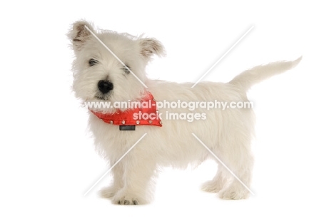 West Highland White puppy wearing a red bandanna around its neck, isolated on a white background