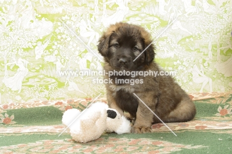 Honey with Black Mask, 6 week old Leonberger puppy with toy