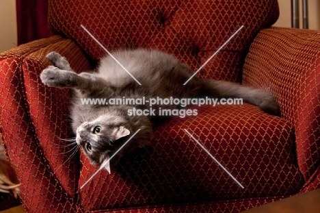 Household cat, lying on chair