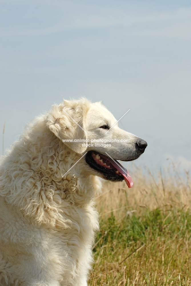 Hungarian Kuvasz looking ahead