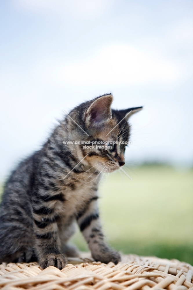 tabby kitten