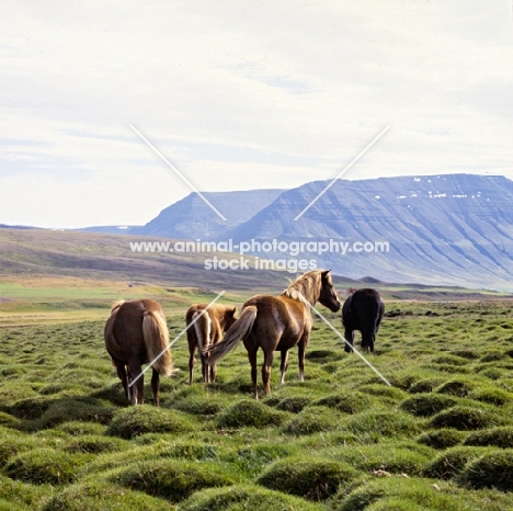 Iceland Horses standing on grass covered volcanic rocks at Sauderkrokur