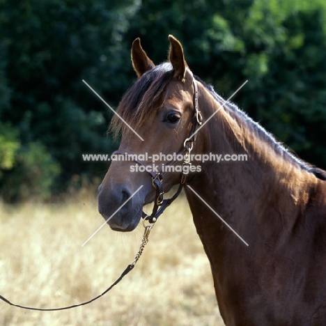 landside magnificent lady, morgan horse from original government stock