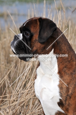 Boxer profile