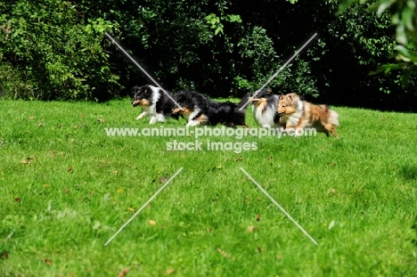 four Shetland Sheepdogs running in field