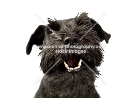 Schnauzer growling, showing teeth