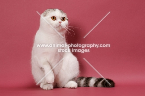 Silver Classic Tabby & White Scottish Fold on pink background