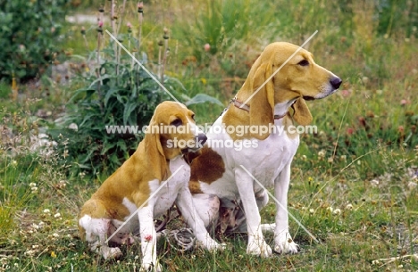 Schweizer Laufhund with puppy