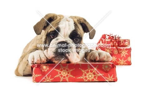 Bulldog dog with presents on a white background