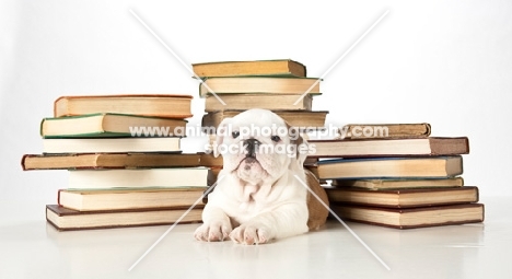 puppy with books