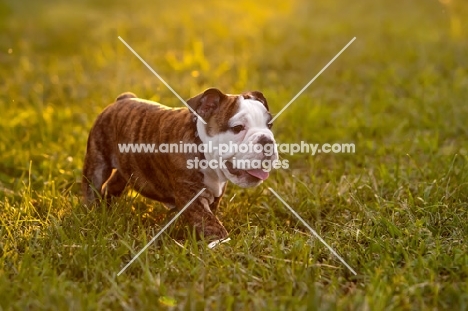 cute Bulldog puppy