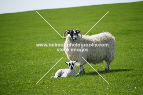Scottish Blackface ewe with Scotch Mule lamb