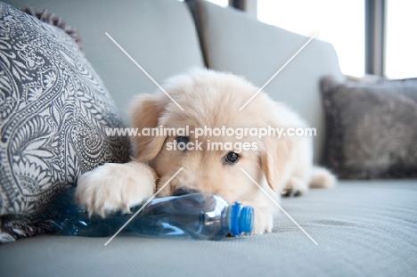 golden retriever puppy chewing on water bottle