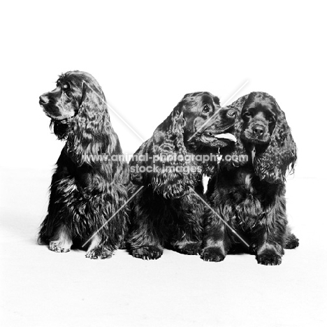 three american cocker spaniels 