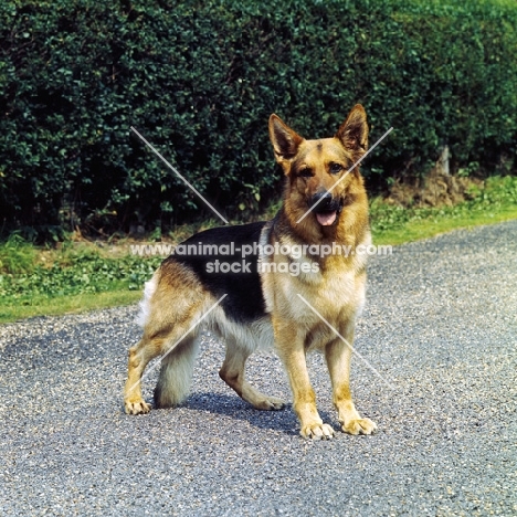 german shepherd dog standing  on road