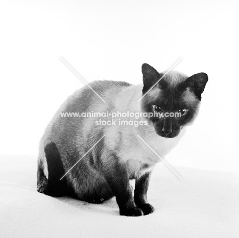 seal point siamese cat looking down in studio