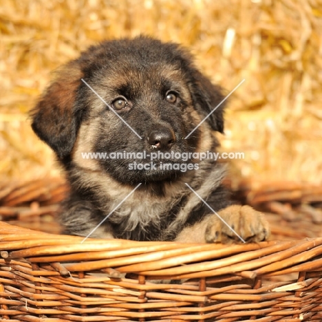 german shepherd puppy in a basket