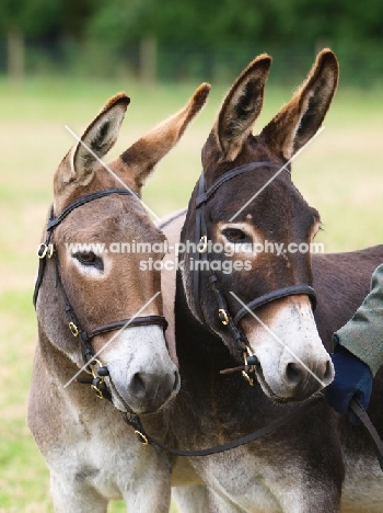 two bridled donkeys